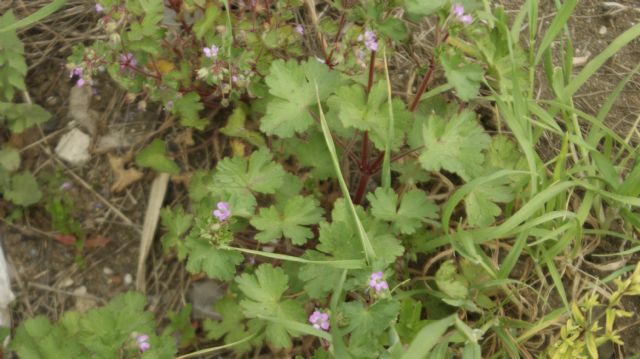 Geranium rotundifolium